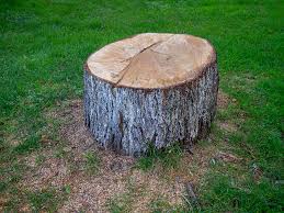 Best Tree Mulching  in Lake Sherwood, CA