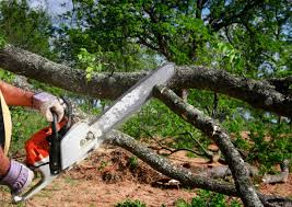 Best Tree Risk Assessment  in Lake Sherwood, CA