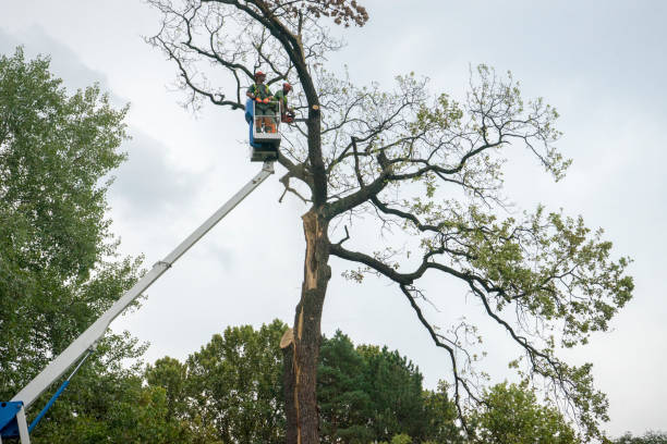 Best Leaf Removal  in Lake Sherwood, CA