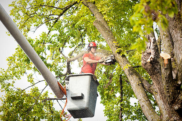 How Our Tree Care Process Works  in  Lake Sherwood, CA