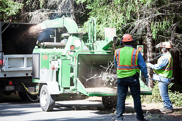 Best Stump Grinding and Removal  in Lake Sherwood, CA