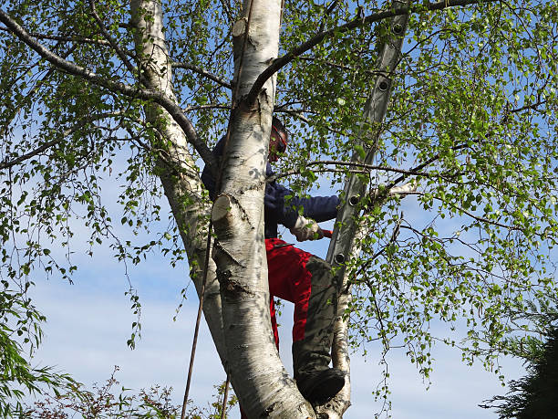 Professional Tree Care in Lake Sherwood, CA