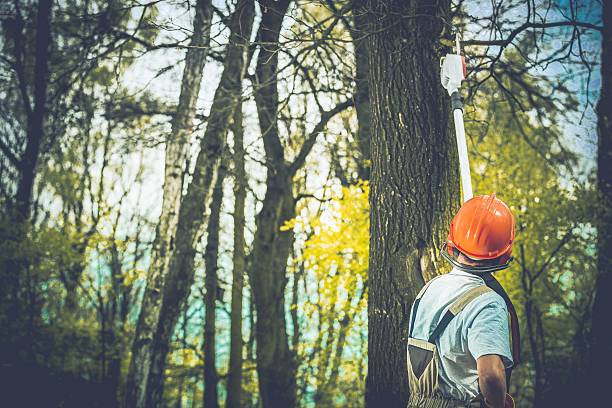 Best Firewood Processing and Delivery  in Lake Sherwood, CA